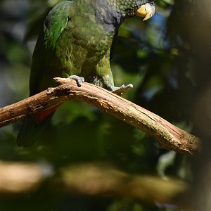 Scaly-headed Parrot Pionus maximiliani