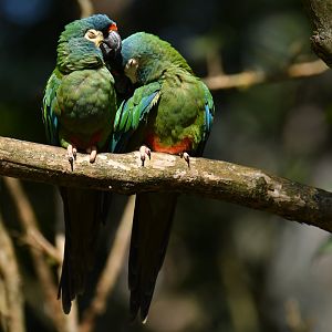 Blue-winged Macaw Primolius maracana