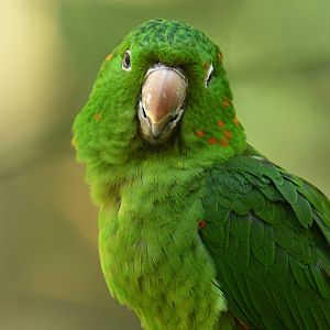 White-eyed Parakeet Psittacara leucophthalmus