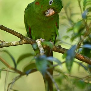 White-eyed Parakeet Psittacara leucophthalmus