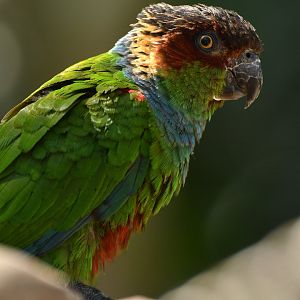 Blue-throated Parakeet Pyrrhura cruentata