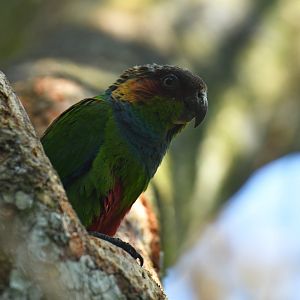 Blue-throated Parakeet Pyrrhura cruentata