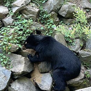 Sinchi the Andean Bear