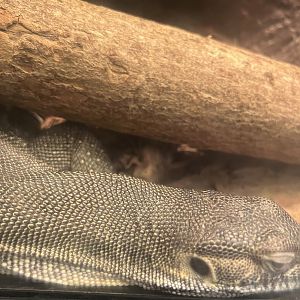 Mertens’ Water Monitor