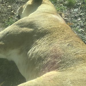 Tajiri the African lioness