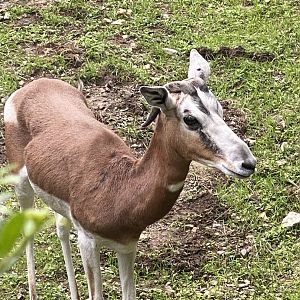 R.I.P. Moira Abby the Mhorr gazelle 3/17/2008-November 2022