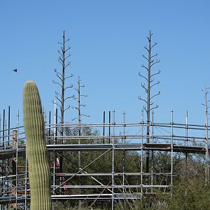 Vulture Aviary Renovation