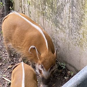 Red River Hog