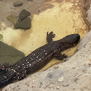 Beaded lizard lounging in pool
