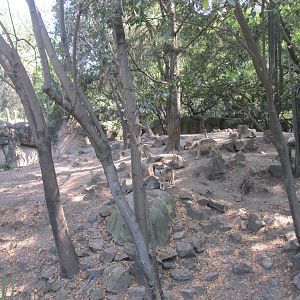 mexican wolf exhibit
