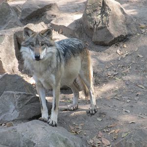 mexican wolf
