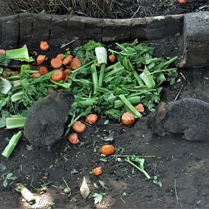volcano rabbits or teporingos