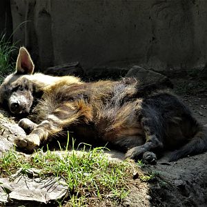 brown hyena - siesta in the sun