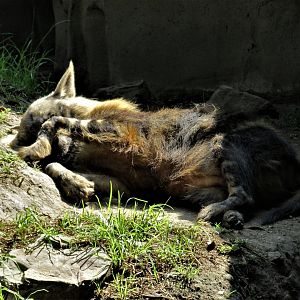 brown hyena - too much sun