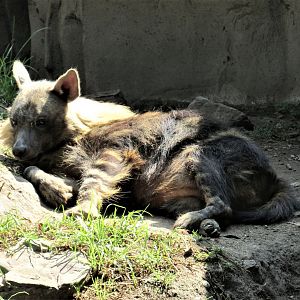 brown hyena - time to wake up