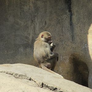 juvenile hamadryas baboon