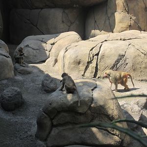 part of hamadryas baboon exhibit