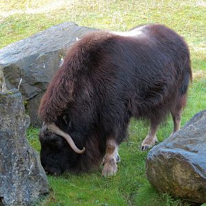 Muskox Exhibit 1