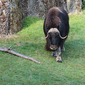 Muskox Exhibit 1