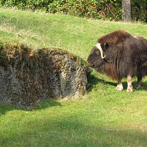 Muskox Exhibit 1