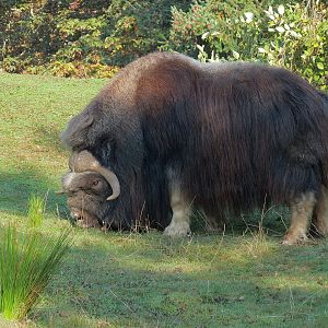 Muskox Exhibit 2