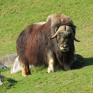 Muskox Exhibit 2