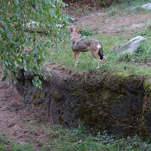 Red Wolf Woods - Exhibit 1