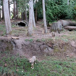 Red Wolf Woods - Exhibit 1