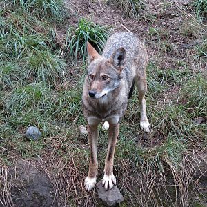 Red Wolf Woods - Exhibit 1