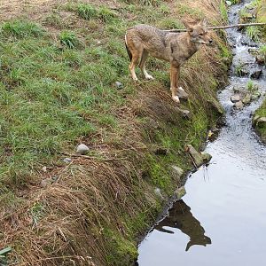 Red Wolf Woods - Exhibit 1