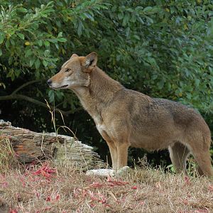 Red Wolf Woods - Exhibit 2