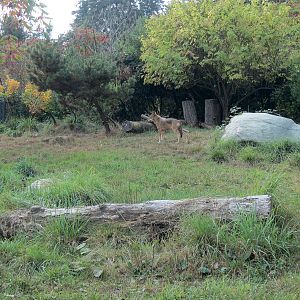 Red Wolf Woods - Exhibit 2