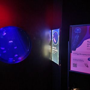 Aquarium du Quebec - Pavillon des profondeurs, Crystal Jelly, Aequorea victoria