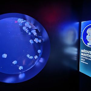 Aquarium du Quebec - Pavillon des profondeurs, Spotted Lagoon Jelly, Mastigias papua