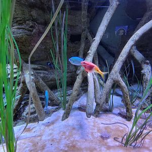 Aquarium du Quebec - Pavillon des profondeurs, Upside Down Jelly tank