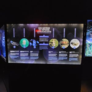 Aquarium du Quebec - Pavillon des profondeurs, Highly Effective Defence Mechanisms