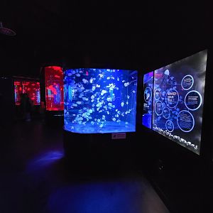 Aquarium du Quebec - Pavillon des profondeurs, Australian Spotted Jellyfish, Phyllorhiza punctata