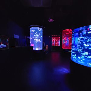 Aquarium du Quebec - Pavillon des profondeurs, various jellyfishes