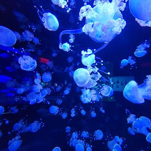 Aquarium du Quebec - Pavillon des profondeurs, Australian Spotted Jellyfish, Phyllorhiza punctata