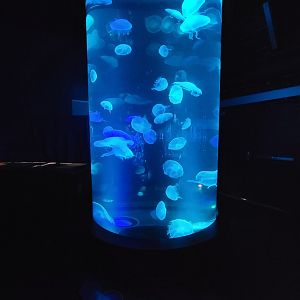 Aquarium du Quebec - Pavillon des profondeurs, Moon Jelly