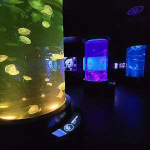 Aquarium du Quebec - Pavillon des profondeurs, various jellyfish