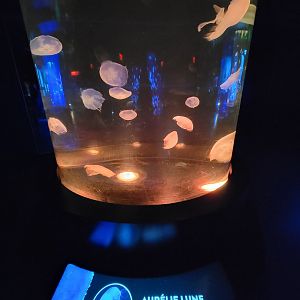Aquarium du Quebec - Pavillon des profondeurs, Moon Jelly