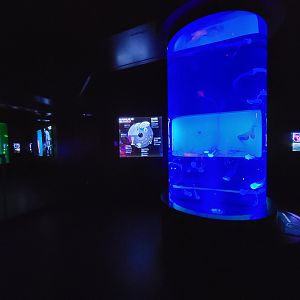 Aquarium du Quebec - Pavillon des profondeurs, Bay Nettle, Chrysaora chesapeakei