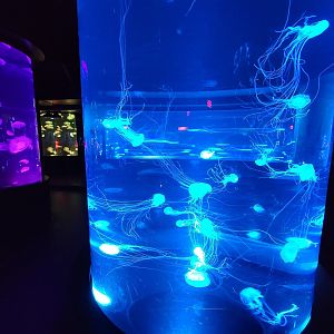 Aquarium du Quebec - Pavillon des profondeurs, Bay Nettle, Chrysaora chesapeakei