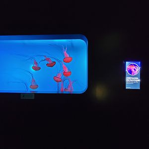 Aquarium du Quebec - Pavillon des profondeurs, Pacific Sea Nettle, Chrysaora fuscescens
