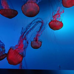 Aquarium du Quebec - Pavillon des profondeurs, Pacific Sea Nettle, Chrysaora fuscescens