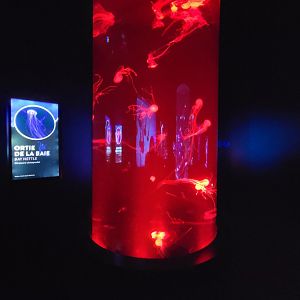 Aquarium du Quebec - Pavillon des profondeurs, Bay Nettle, Chrysaora chesapeakei