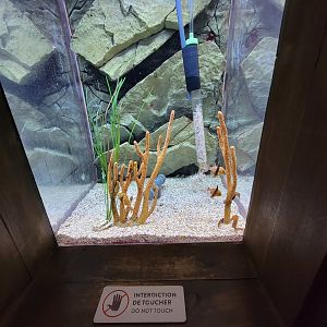 Aquarium du Quebec - Pavillon des profondeurs, Lined Seahorse and Pajama Cardinalfish