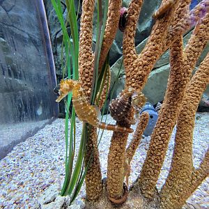 Aquarium du Quebec - Pavillon des profondeurs, Lined Seahorse and Pajama Cardinalfish