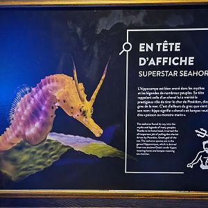 Aquarium du Quebec - Pavillon des profondeurs, Superstar Seahorse